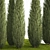 Coniferous Trees Set for Landscaping 3D model small image 4