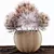 Exotic Pampas Grass Decor 3D model small image 14