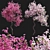 Versatile 3D Bougainvillea Plant Models 3D model small image 2