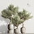 Olive Tree Indoor Plant Set 3D model small image 1