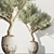 Olive Tree Indoor Plant Set 3D model small image 2