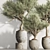 Olive Tree Indoor Plant Set 3D model small image 3
