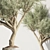 Olive Tree Indoor Plant Set 3D model small image 5