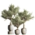 Olive Tree Indoor Plant Set 3D model small image 7