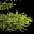 Juniper Collection for Landscape Design 3D model small image 3