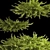 Juniper Collection for Landscape Design 3D model small image 4