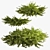 Juniper Collection for Landscape Design 3D model small image 5