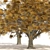 American Elm Trees 3D Model 3D model small image 2