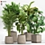 Lush Green Indoor Plants Set 3D model small image 1