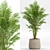 Lush Green Indoor Plants Set 3D model small image 4