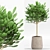 Lush Green Indoor Plants Set 3D model small image 6