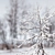 Frosty Winter Young Trees 3D model small image 2