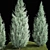 Cypress & Blue Thuja Garden Collection 3D model small image 3