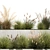 Urban Greenery Collection: Pampas Grass & Feather Grass 3D model small image 4