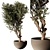 Elegant Indoor Plant Model 224 3D model small image 1