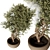 Elegant Indoor Plant Model 224 3D model small image 2