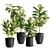 Ficus Lyrata Plant Bundle 3D model small image 1