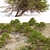 Japanese Red Pine 3D Model 3D model small image 4