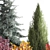 Alpine Collection Blue Spruce with Berberis 3D model small image 5