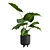 Giant Taro Indoor Houseplant Beauty 3D model small image 4