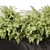 Outdoor Fern Plant, Large Size 3D model small image 3