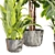 Premium Indoor Plant Collection Set 3D model small image 5