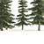 Optimized 3D Alaskan Cedar Forest 3D model small image 4