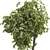 Broadleaf Tree Plant 3D Model 3D model small image 6