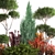 Conifer Collection for Landscape Transformation 3D model small image 4