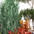 Conifer Collection for Landscape Transformation 3D model small image 6