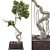 Bonsai Tree 63 3D Model 3D model small image 2