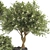 65 Blooming Tree Plant Collection 3D model small image 2