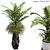 Fern Indoor Plants 3D Model 3D model small image 1