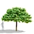 Catalpa Nana Tree Collection 3D model small image 2