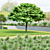 Catalpa Nana Tree Collection 3D model small image 7