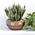 PBR Indoor Plant Shelf Collection 3D model small image 4