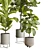 Ficus Lyrata Set in Concrete 3D model small image 4