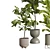 Ficus Lyrata Set in Concrete 3D model small image 5