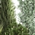 Evergreen Landscape Plant Collection 3D model small image 5