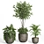 Modern Indoor Plant Set with Dark Concrete Pot 3D model small image 3