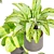 Modern Calathea Leaf Indoor Plant 3D model small image 3