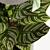 Modern Calathea Leaf Indoor Plant 3D model small image 5