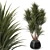 Natural Yucca Plant Decor 3D model small image 1