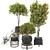 Fruit Tree Plant Collection Set 3D model small image 8