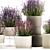 Lavender Collection for Urban Landscaping 3D model small image 3