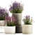 Lavender Collection for Urban Landscaping 3D model small image 4