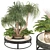 Boho Ponytail Palm Tree Set 3D model small image 1