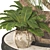 Boho Ponytail Palm Tree Set 3D model small image 6