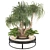 Boho Ponytail Palm Tree Set 3D model small image 8