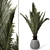 Elegant Sago Palm Plant 3D model small image 1